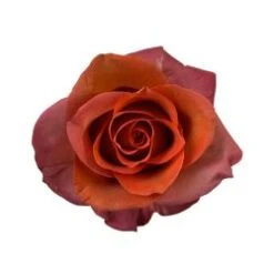 Roses, Coffee Break - Brown, 50cm