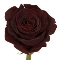 Bulk Rose - Burgundy - Minimum 40 Cm