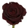 Roses, Black Pearl - Burgundy, 50 To 60 Cm
