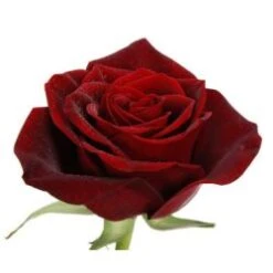 Roses, Black Magic - Burgundy, 50 To 60 Cm