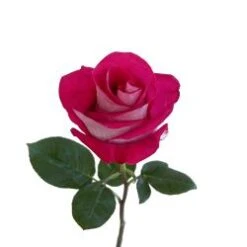 Roses, Bluez - Burgundy White Bi-Color, 50 To 60cm