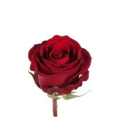 Tinto Rose - Burgundy, 40 Cm