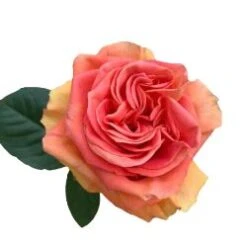 Roses, Grandiose, Coral - 50 To 60 Cm