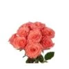 Roses, Amsterdam - Bright Coral 40 Cm