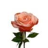 Rose, Kahala - Coral Garden Style, 50 To 60 Cm