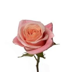 Rose, Miss Piggy - Pinky Coral, 40 To 50cm