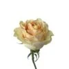 Cream Carpe Diem Rose Cream Heavy Petals , 40 To 50 Cm