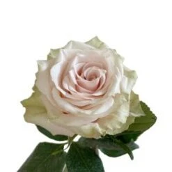 Champagner Rose - Antique Blush, 40-50 Cm