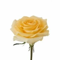 Rose, Creme De La Creme - Ivory, Butter, Pale Yellow 40cm