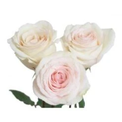 Rose, Emely - Creamy Blush 40 To 50cm