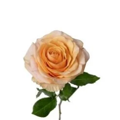 Rose, Ghobi (Pearl Finess) - Creamy Apricot, 40 To 50 Cm