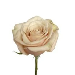 Rose, Sahara - Sandy Cream/Beige, 40 Cm