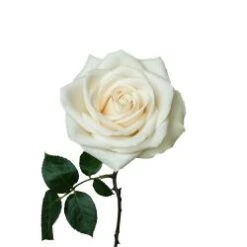 Rose, Vendela - Creamy White, 40 Cm