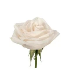 Bulk Rose - Cream - Minimum 40 Cm