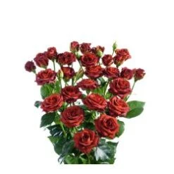 Spray Rose, Choccochino - Brown