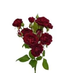 Garden Spray Rose, Butterfly Sensation - Burgundy