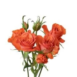 Spray Rose, Simba - Orangy Coral