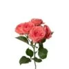 Spray Rose, Barbados - Bright Coral (Hydroponic)