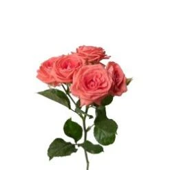 Spray Rose, Barbados - Bright Coral (Hydroponic)