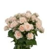 Justine Cream Dutch Spray Roses