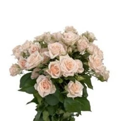 Justine Cream Dutch Spray Roses