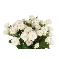 Spray Rose, Jeanine - White - Opens Very Wide