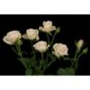 Spray Rose, Olesya - Antique Cream (Hydroponic)