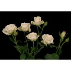 Spray Rose, Olesya - Antique Cream (Hydroponic)