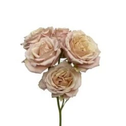 Spray Roses, Sahara Sensation Peachy Cream