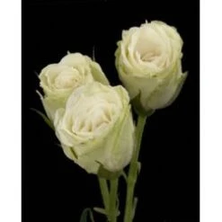 Spray Rose, Green Glow