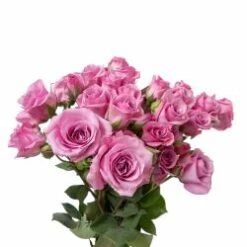 Spray Rose, Blue Moon - Fuchsia Lavender