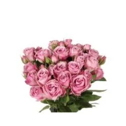 Spray Rose, Lavender Irishka