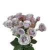Spray Rose, Ocean Mikado - Soft Lavender