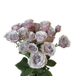 Spray Rose, Ocean Mikado - Soft Lavender
