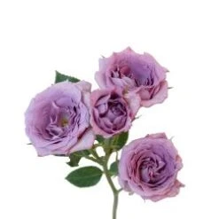 Spray Rose, Lucky Lilac - Lavender