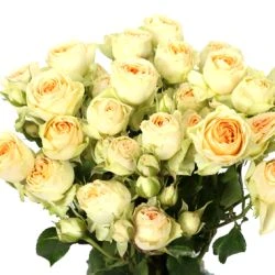 Spray Rose, Bandolero - Creamy Green With Apricot Center 1 Spray Rose, Bandolero - Creamy Green With Apricot Center