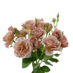 Garden Spray Rose, Loli (Wabara)