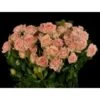 Spray Rose, Natasha - Antique Beige (Hydroponic)