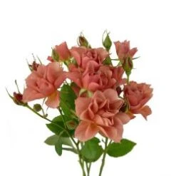 Garden Spray Rose, Sola (Wabara)