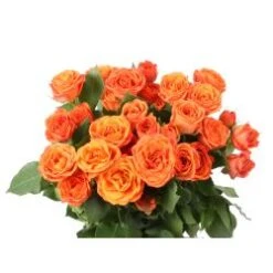 Spray Rose, Babe - Orange
