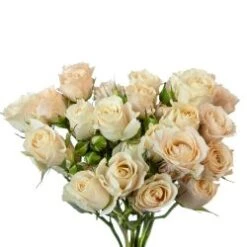 Spray Rose. Bali - Peachy Cream