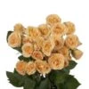 Spray Rose, Girlie Follies - Peachy Cream