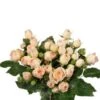Garden Spray Rose, Julianne - Cabbage Shape Peachy Color