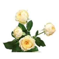 Spray Rose, Peach Parasol - Peachy Pink, Fragrant (Hydroponic)