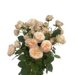 Spray Rose, Peaches And Dreams