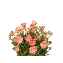 Spray Rose, Pink Parasol - Peachy Pink (Hydroponic)
