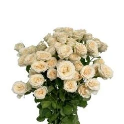 Salinero - Blush Peach Garden Spray Rose, Cabbage Shape
