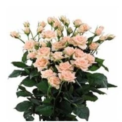 Spray Rose, Sweet Sara - Blush Peachy Pink