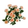 Sancerre - Blush Peach Spray Rose