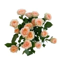 Sancerre - Blush Peach Spray Rose